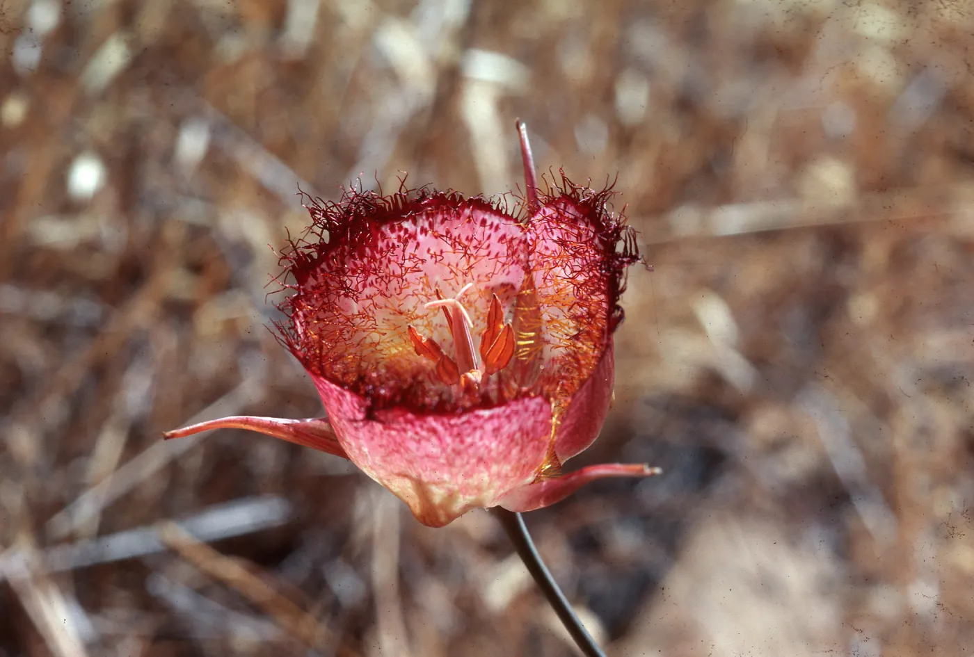 Calochortus weedeii