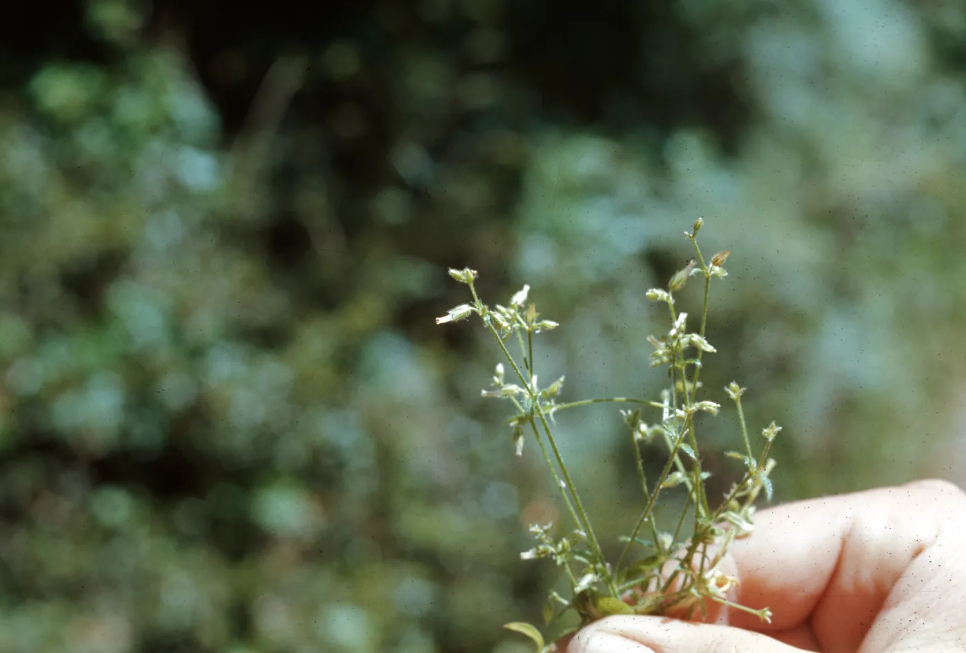 Cerastium glomeratum