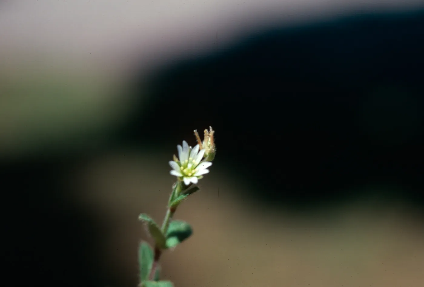 Cerastium lawn