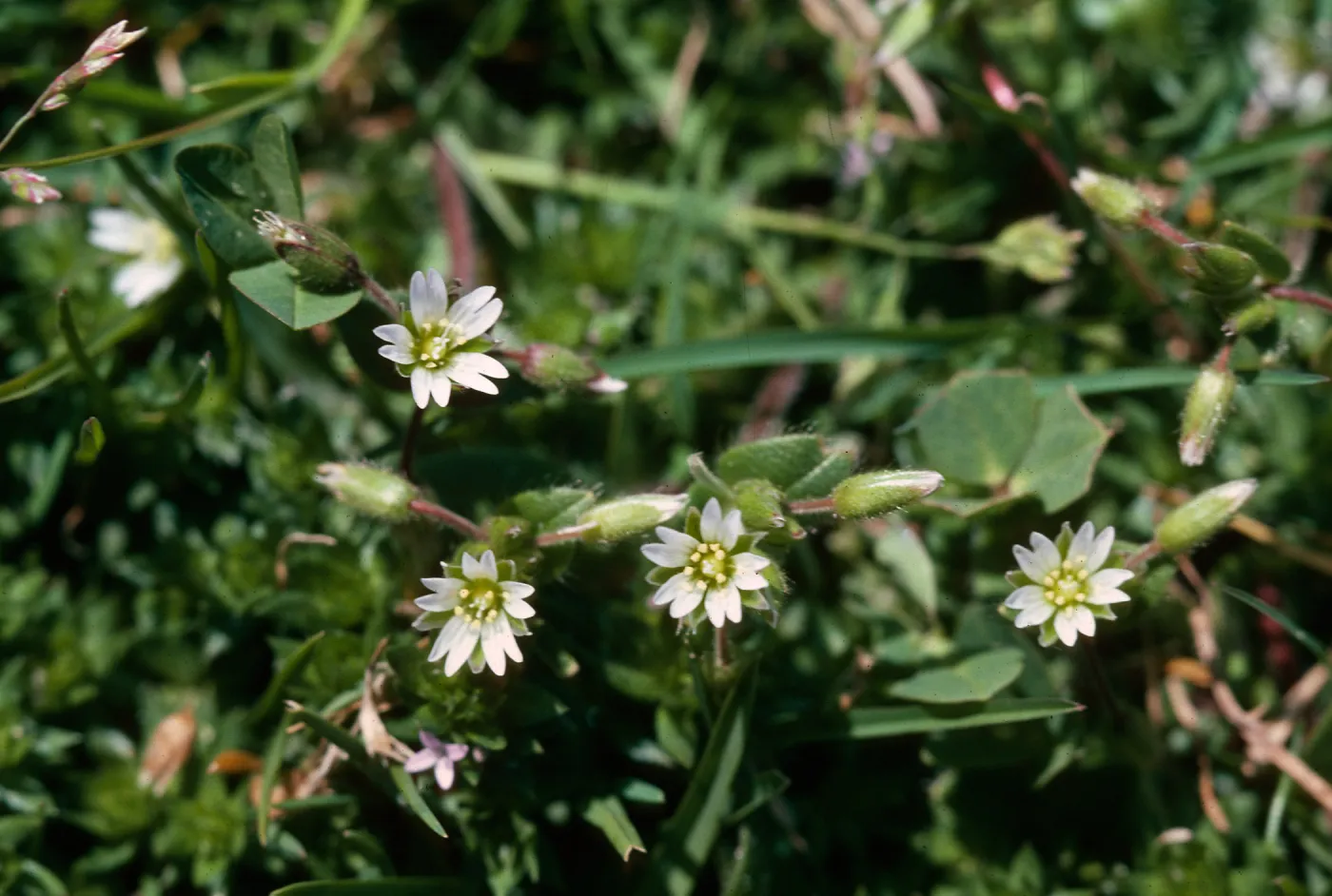 Cerastium 