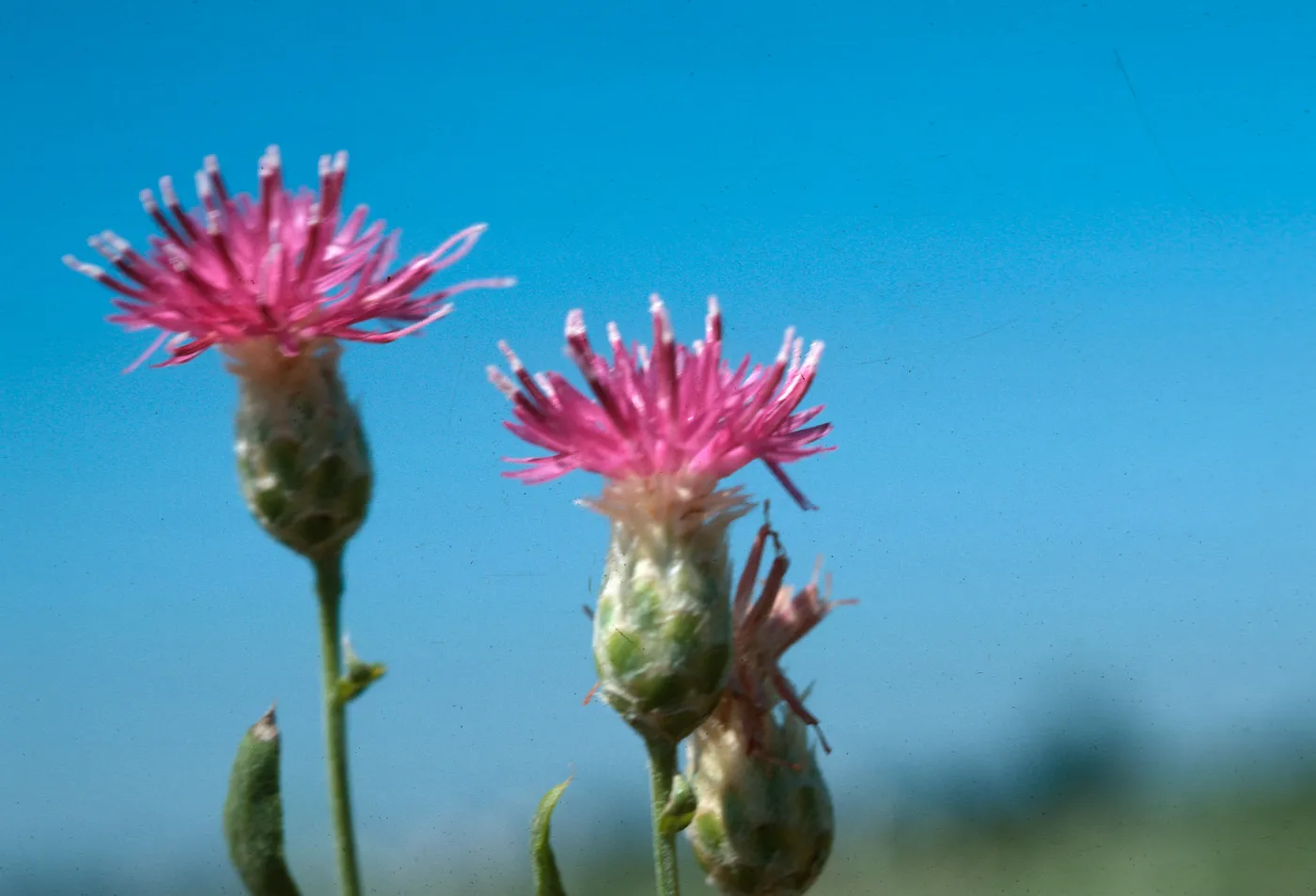 Centaurea repens, Goleta