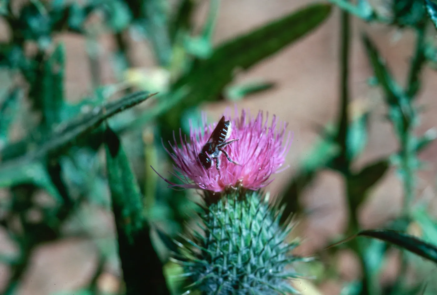 Cirsium vulgare