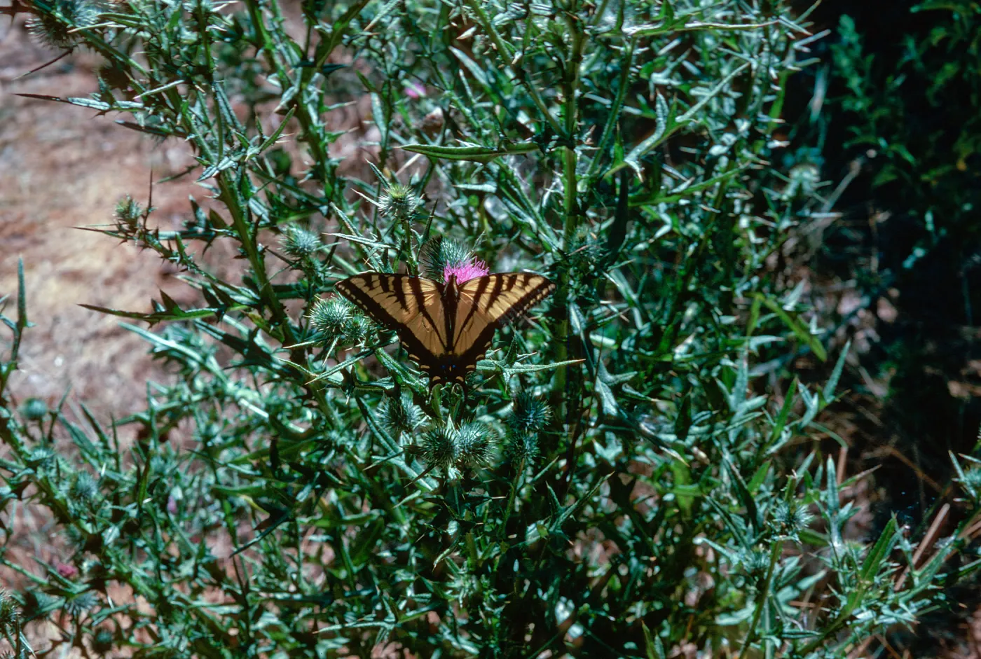 Cirsium vulgare