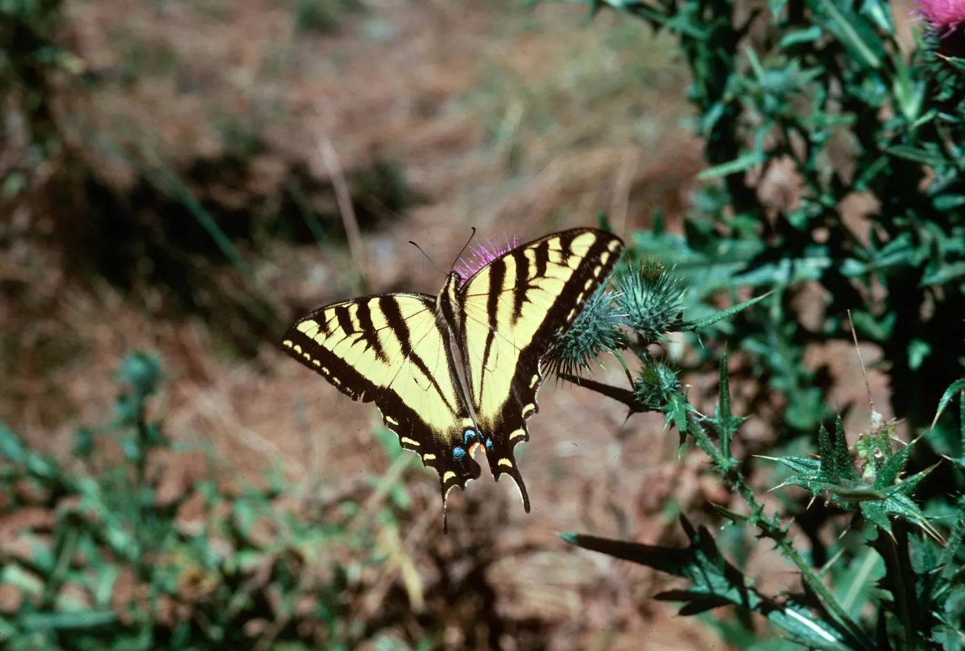 Cirsium vulgare
