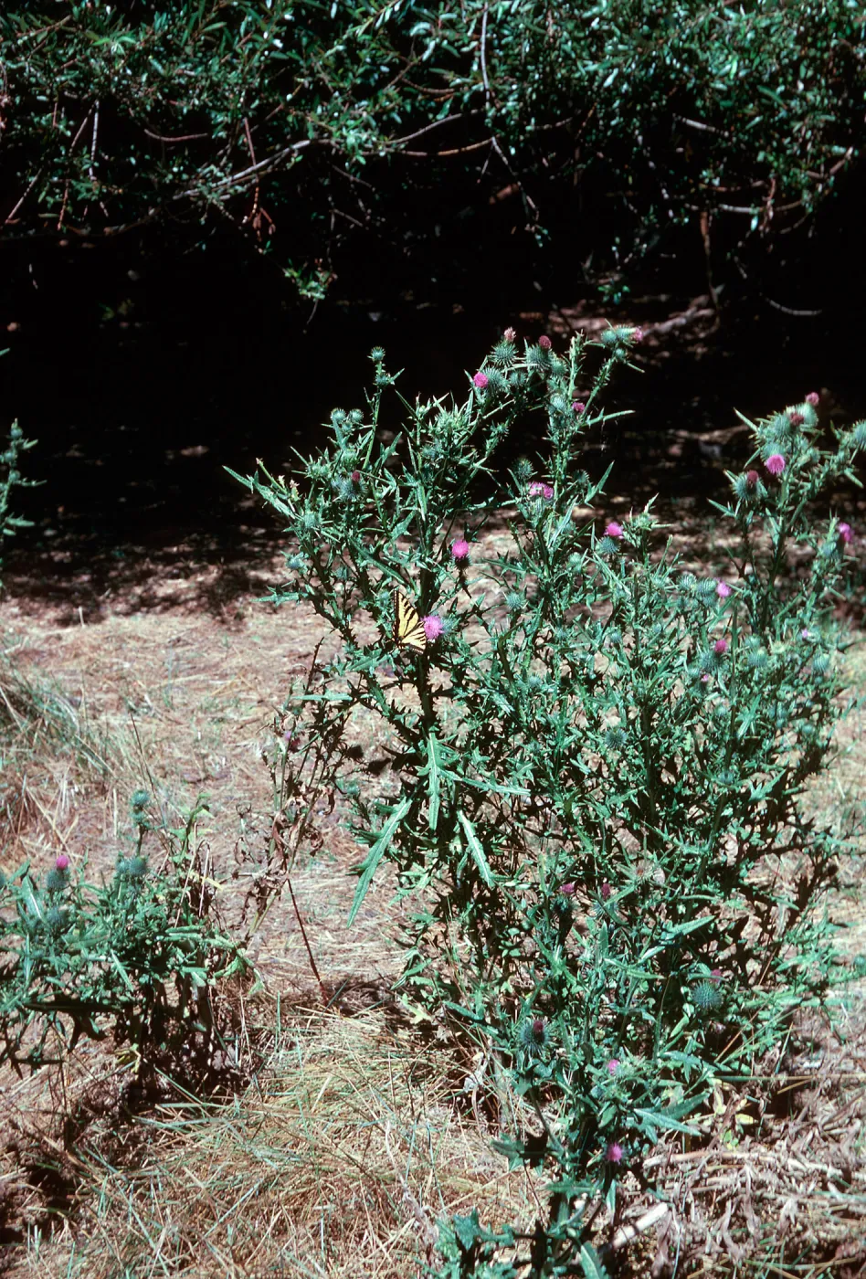 Cirsium vulgare
