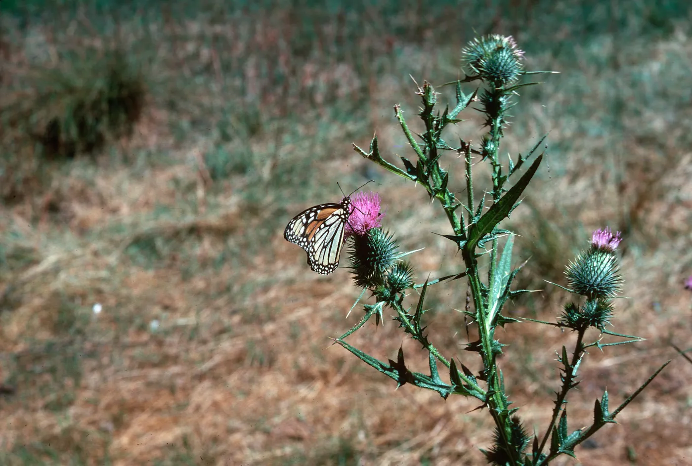 Cirsium vulgare