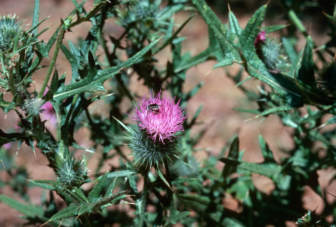 Cirsium vulgare