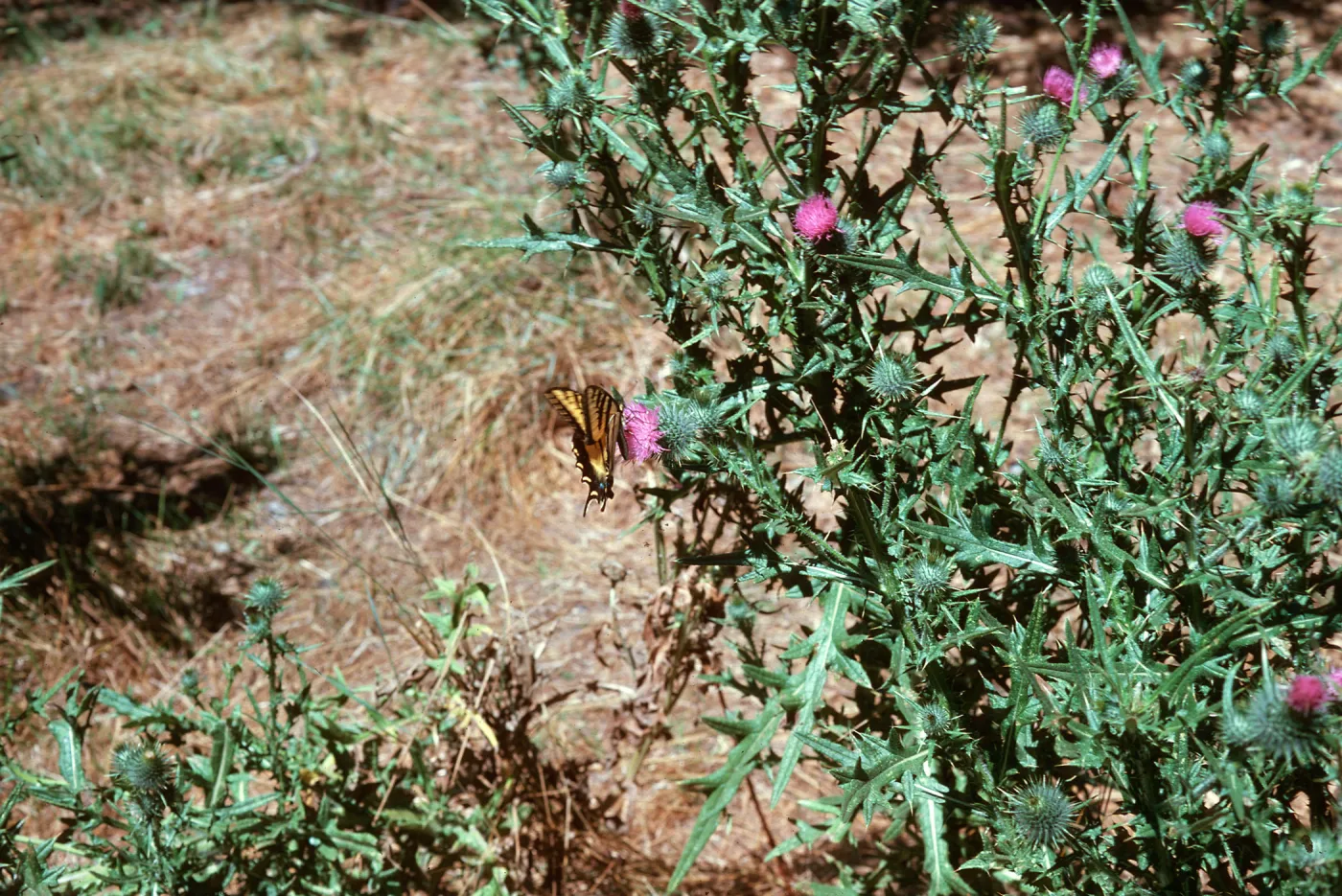 Cirsium vulgare