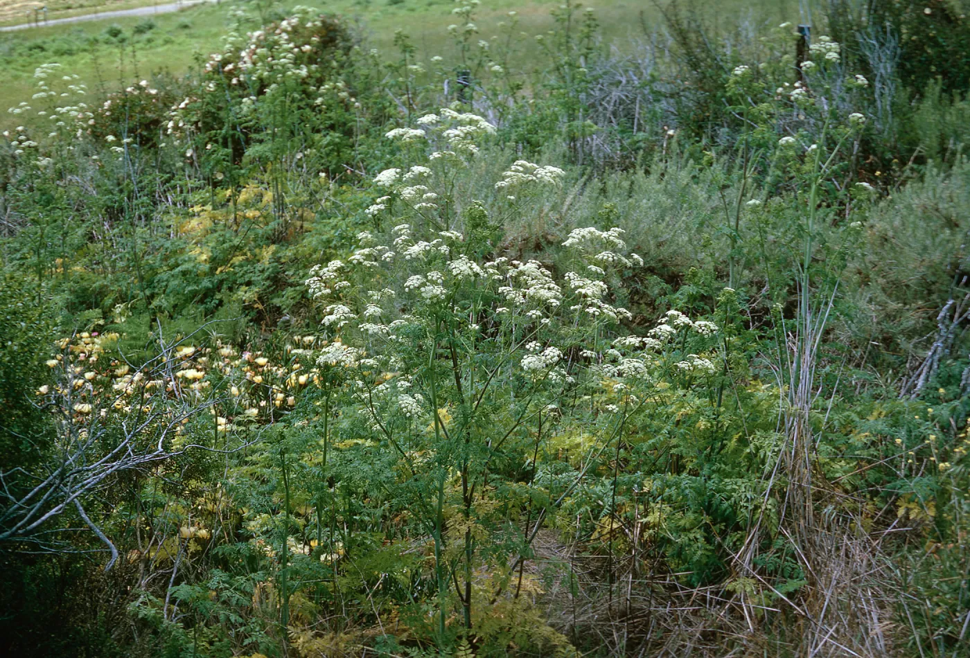 Conium maculatum