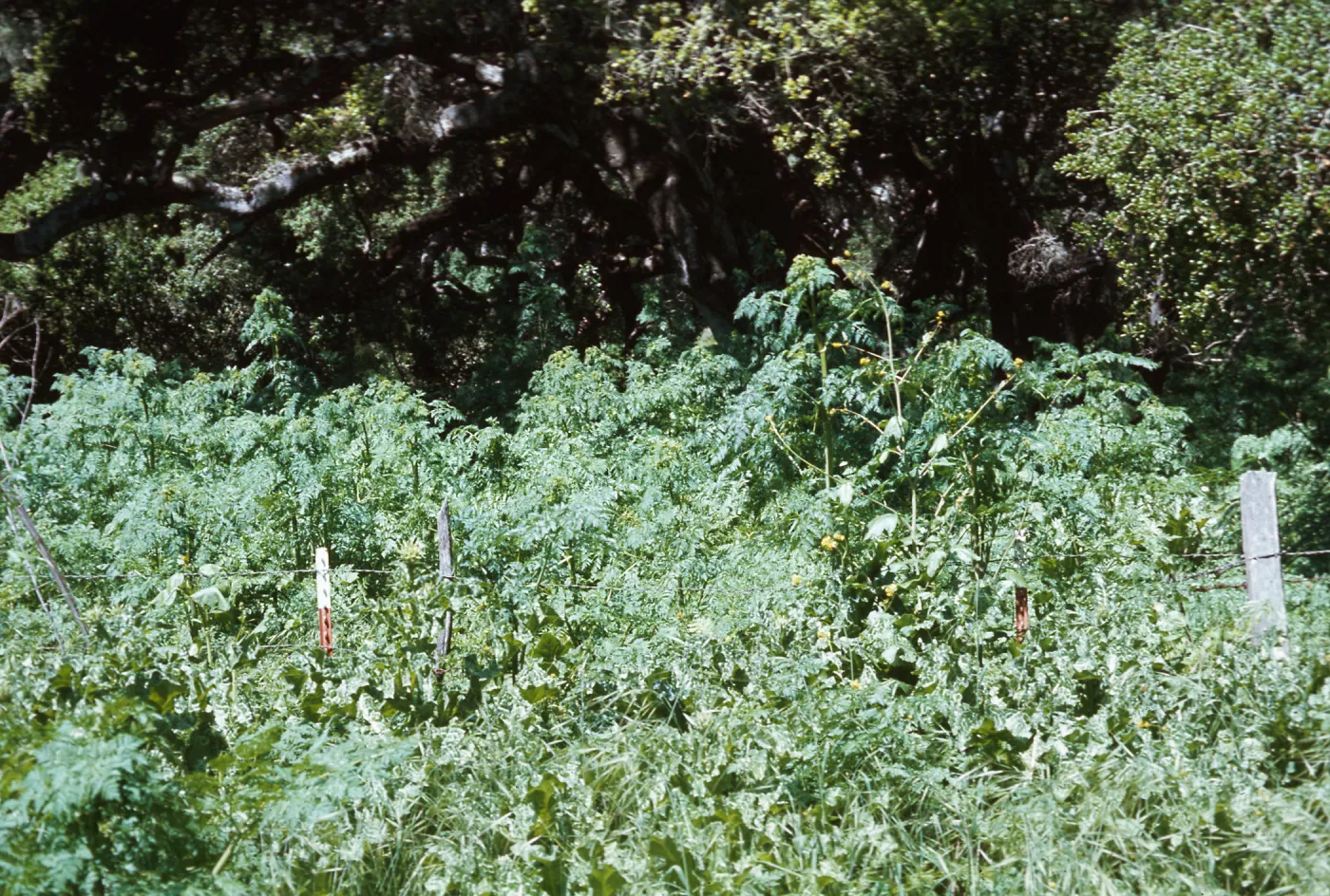 Conium leaves