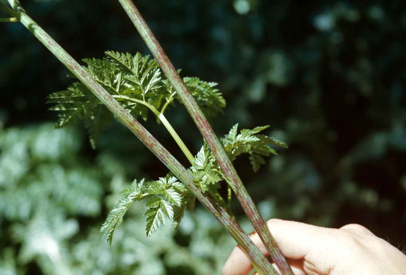 Conium stems