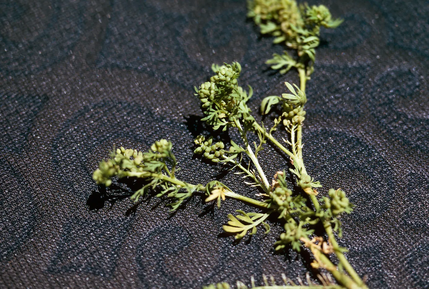 Coronopus