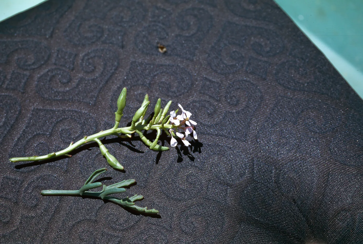 Cakile maritima