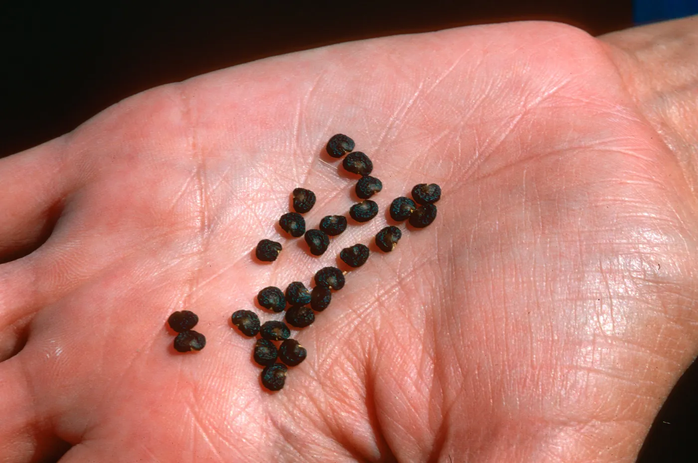 Datura stramonium seeds