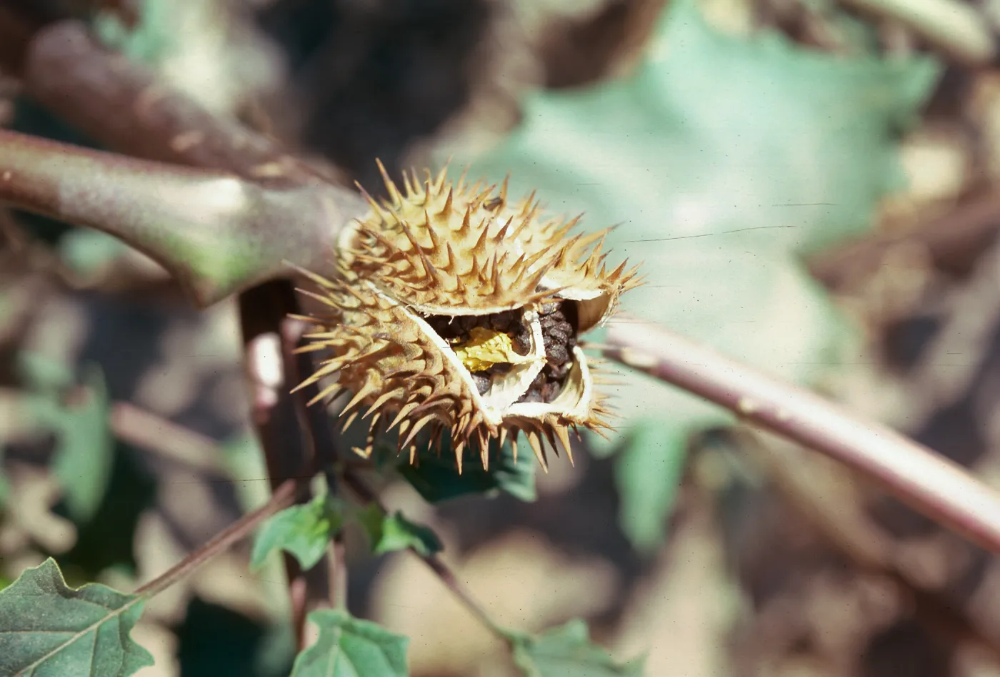 Datura