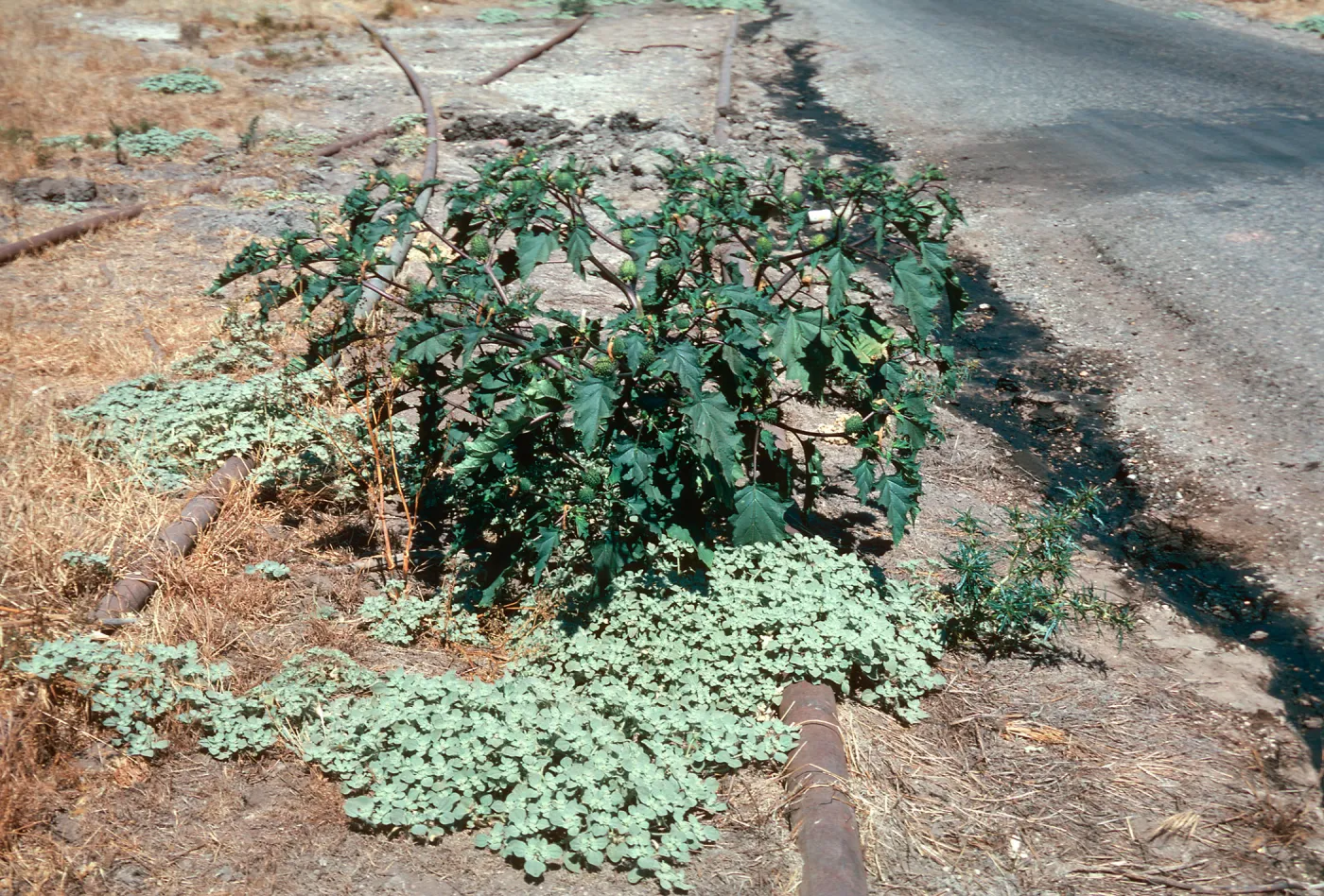 Datura