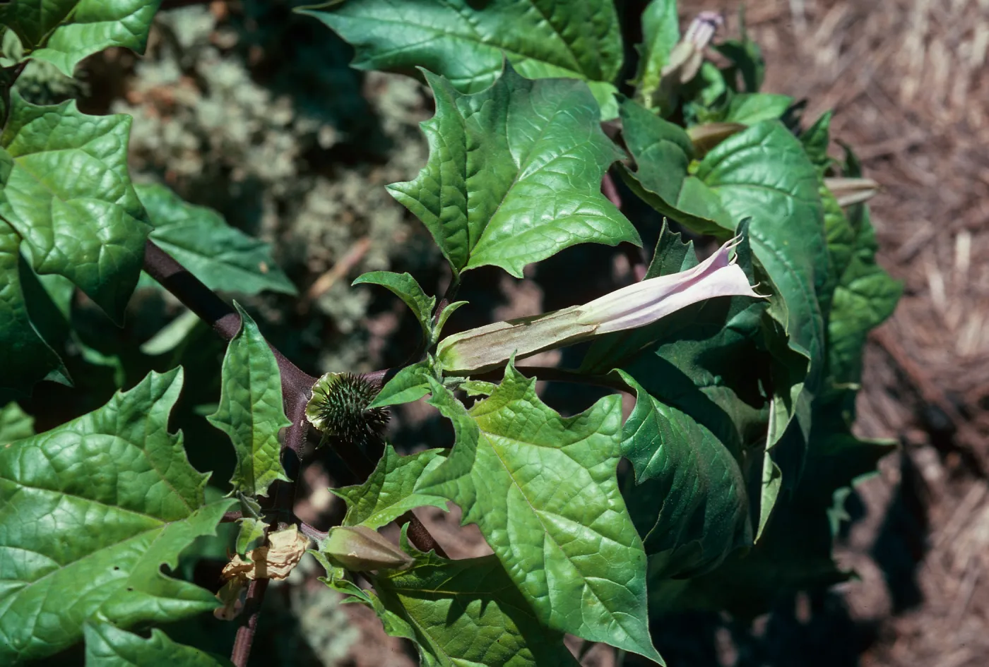 Datura