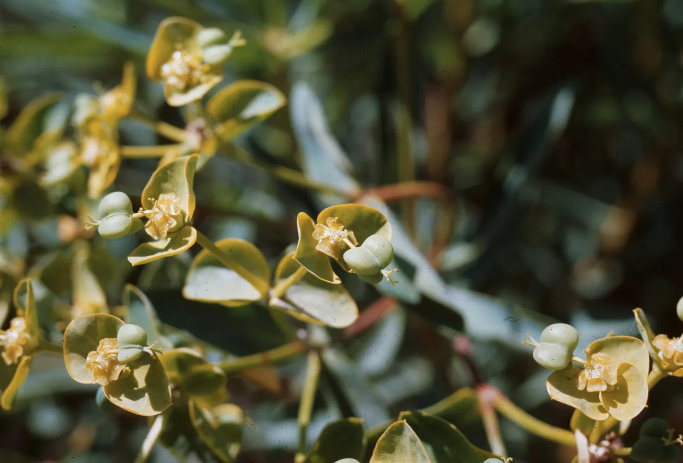 Euphorbia dendroides