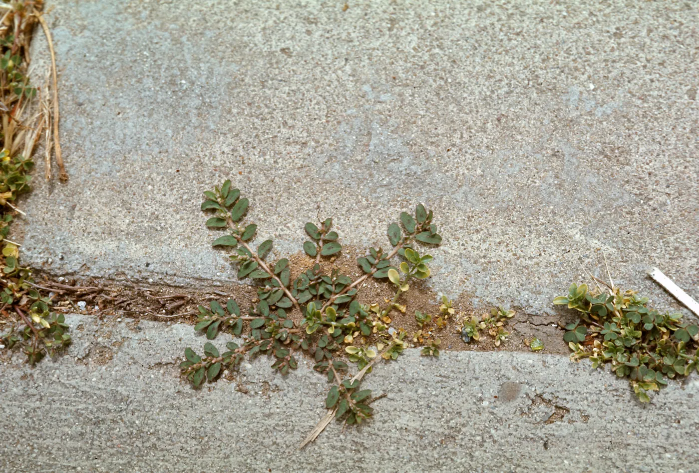 Euphorbia