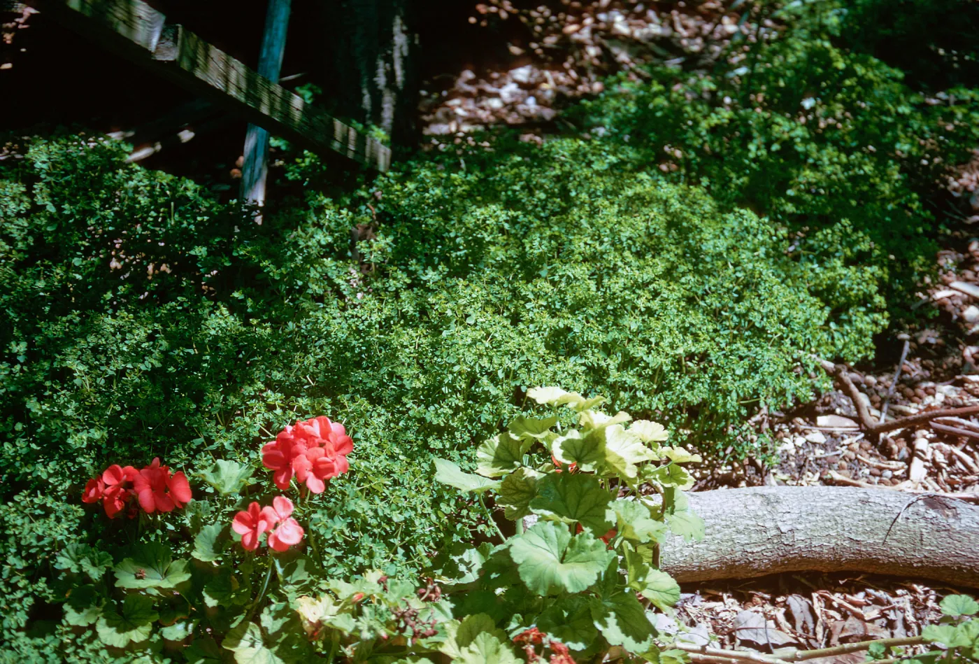 Euphorbia peplus