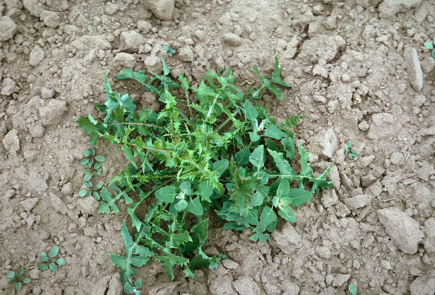 Sow Thistle (Chenopodium)