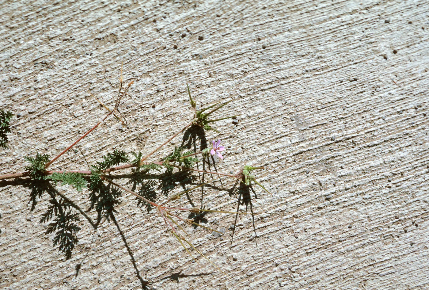 Erodium cicutarium