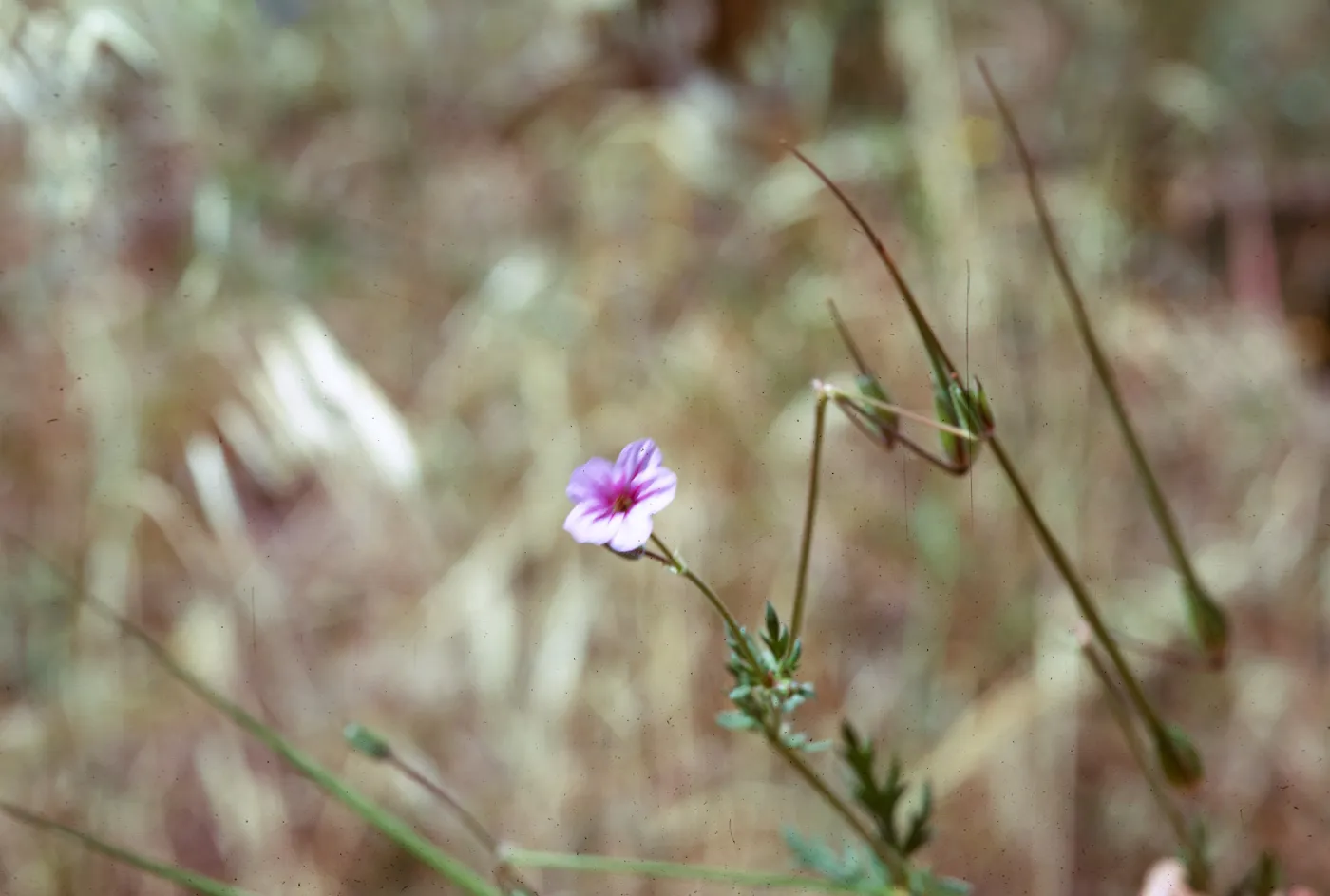 Erodium cicutarium