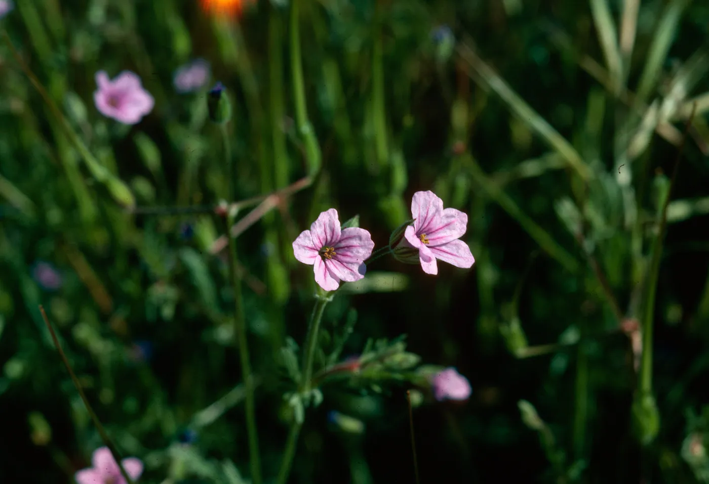 Erodium botrys