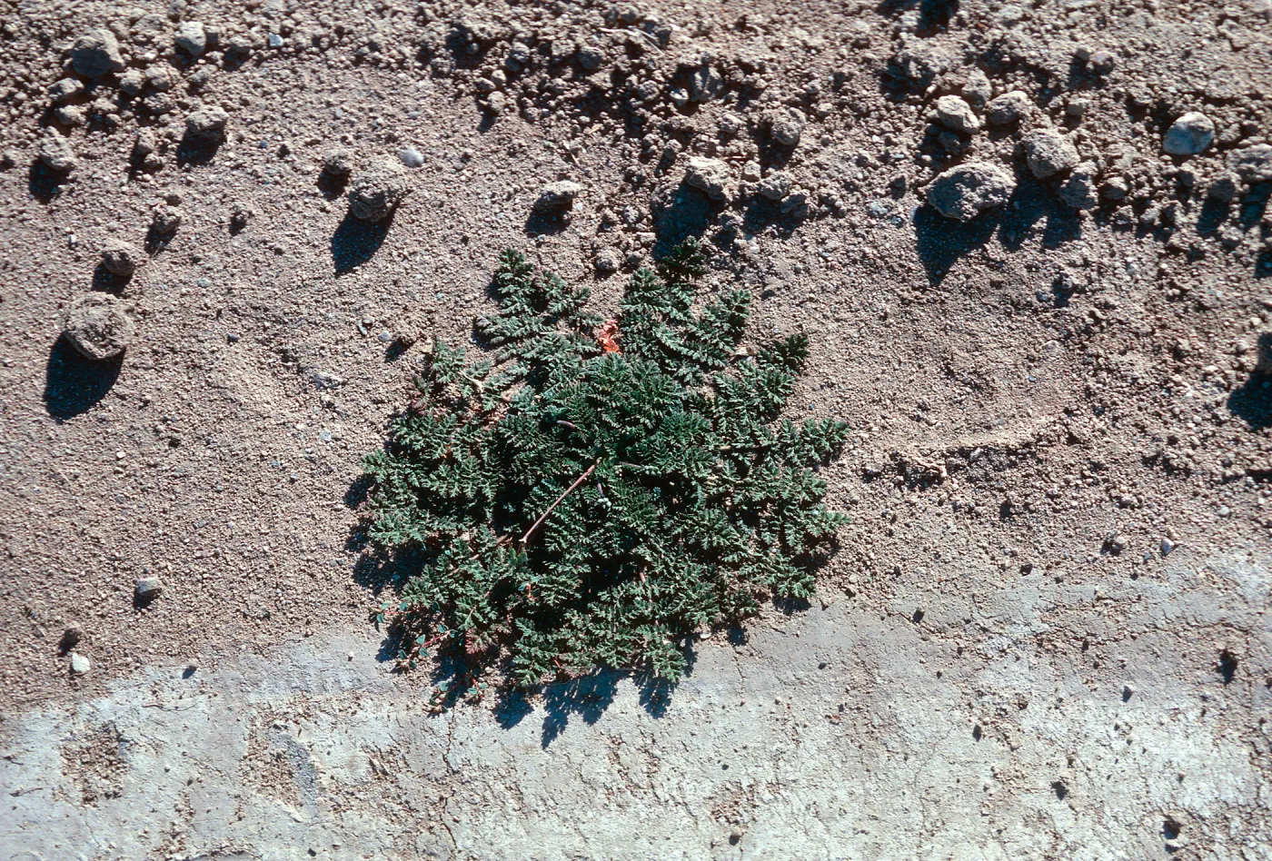Erodium cicutarium