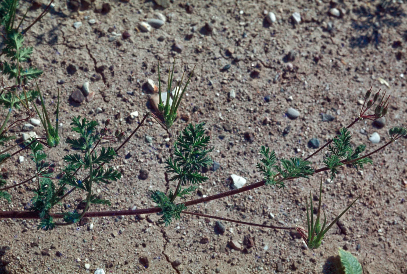 Erodium cicutarium