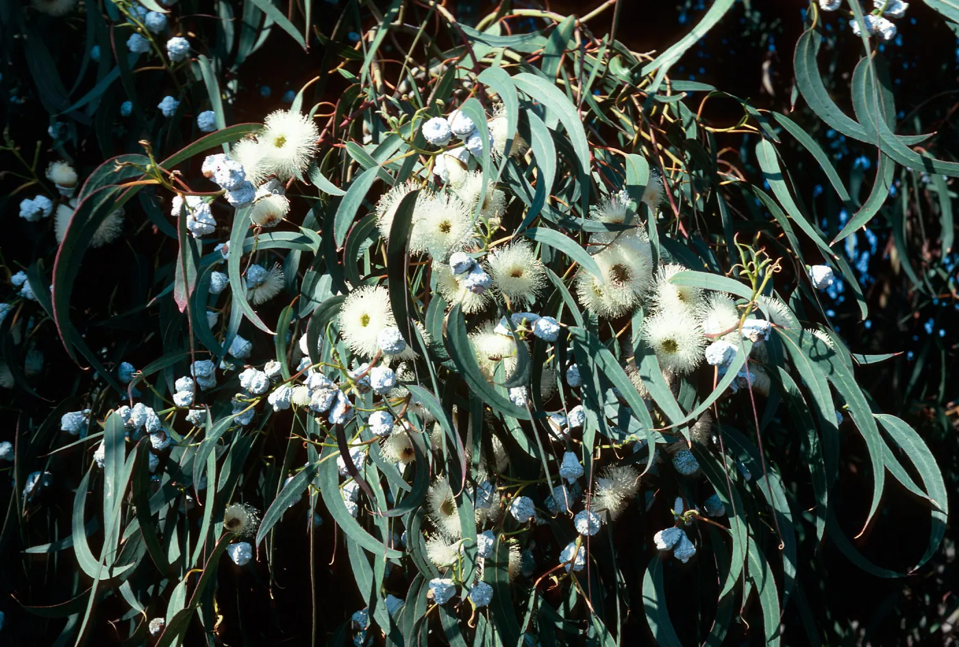 Eucalyptus