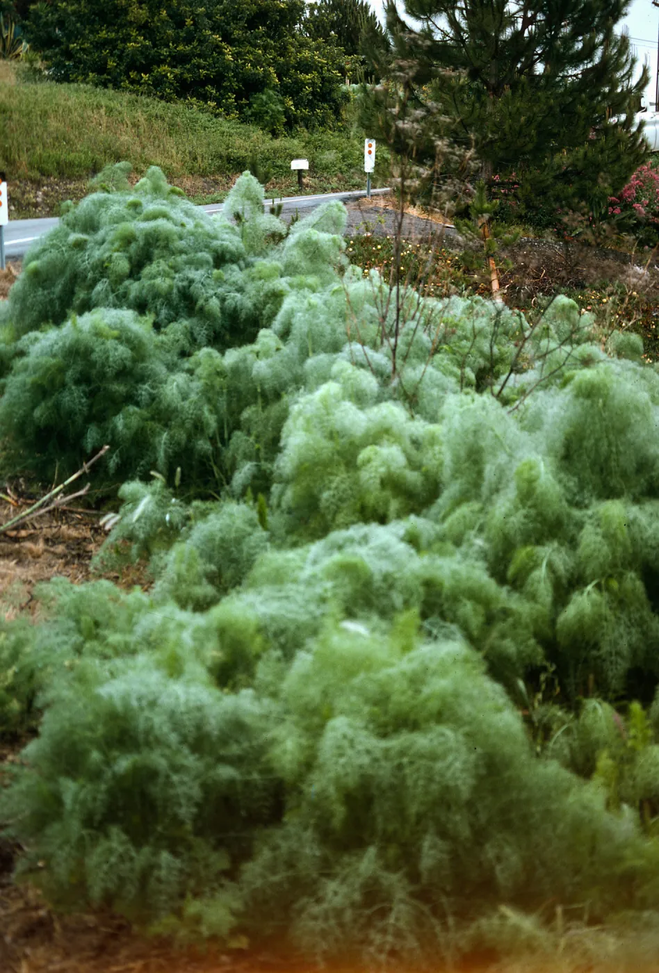 Foeniculum