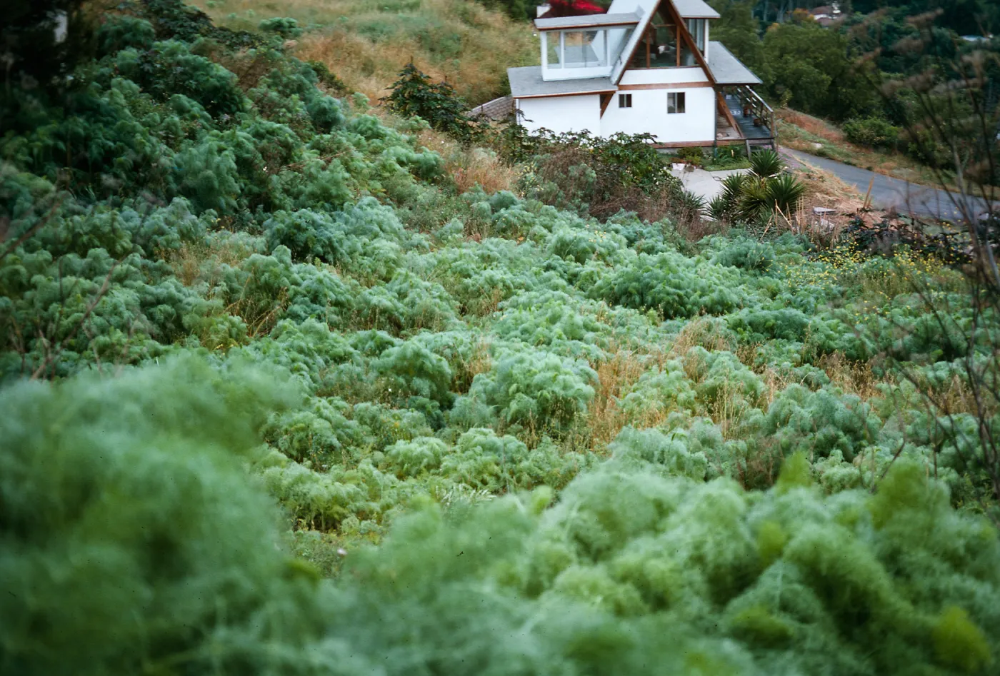 Foeniculum