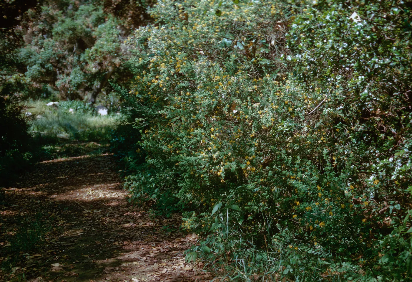 French Broom