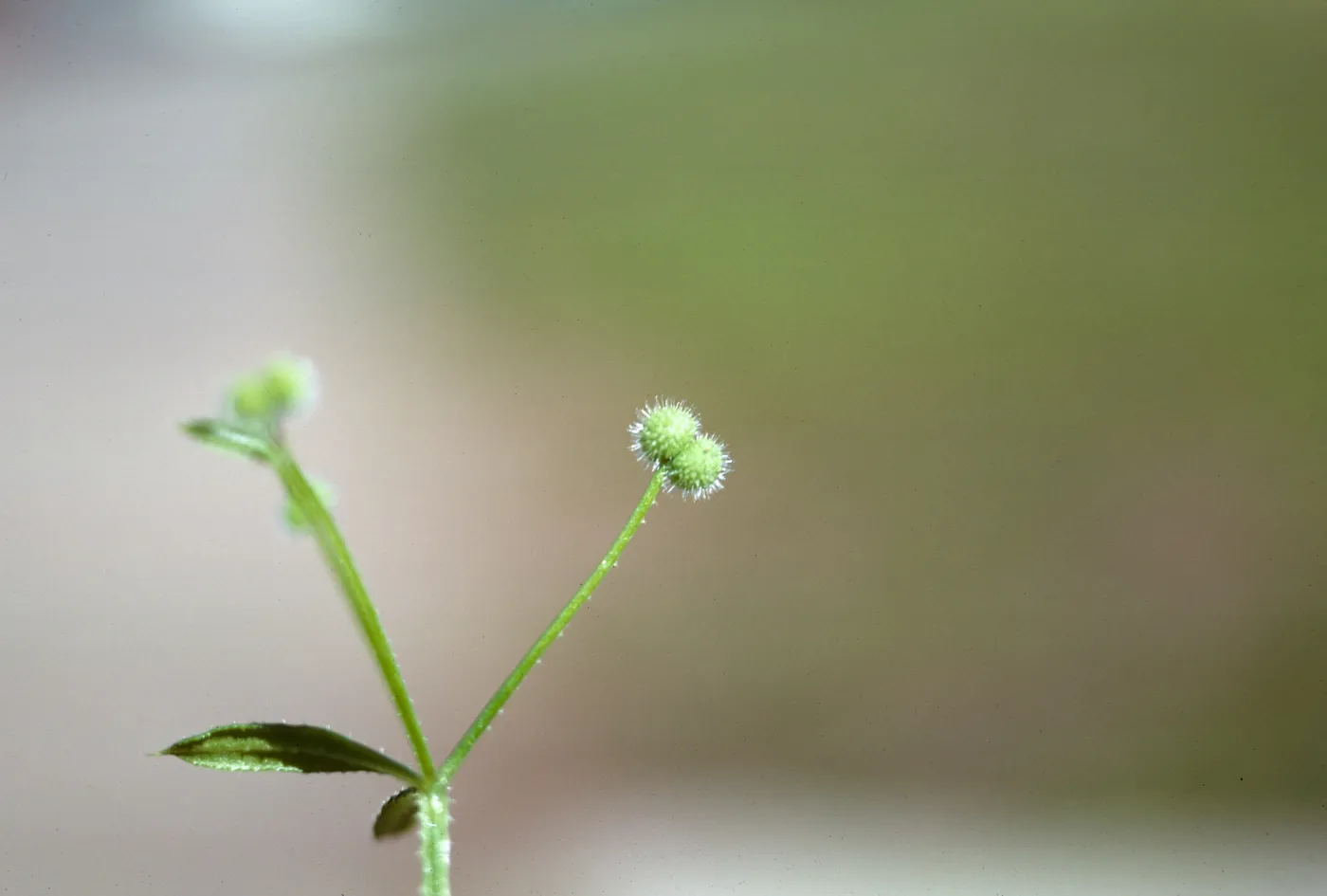 Galium aparine fruit