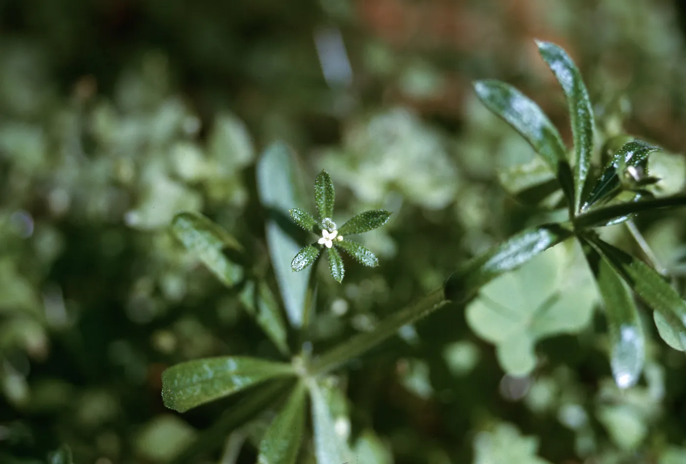 Galium aparine