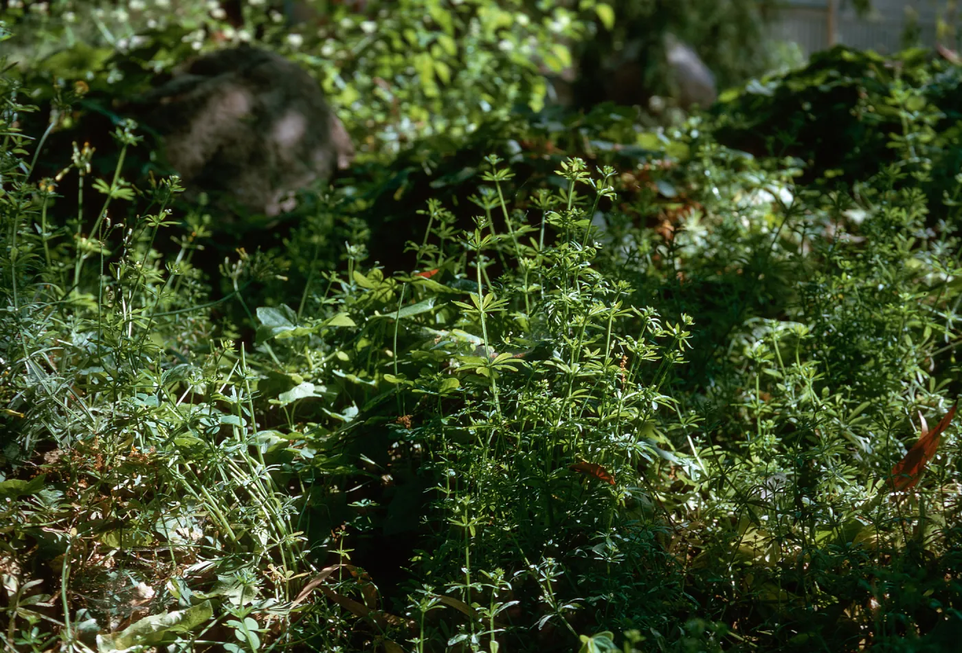 Galium aparine