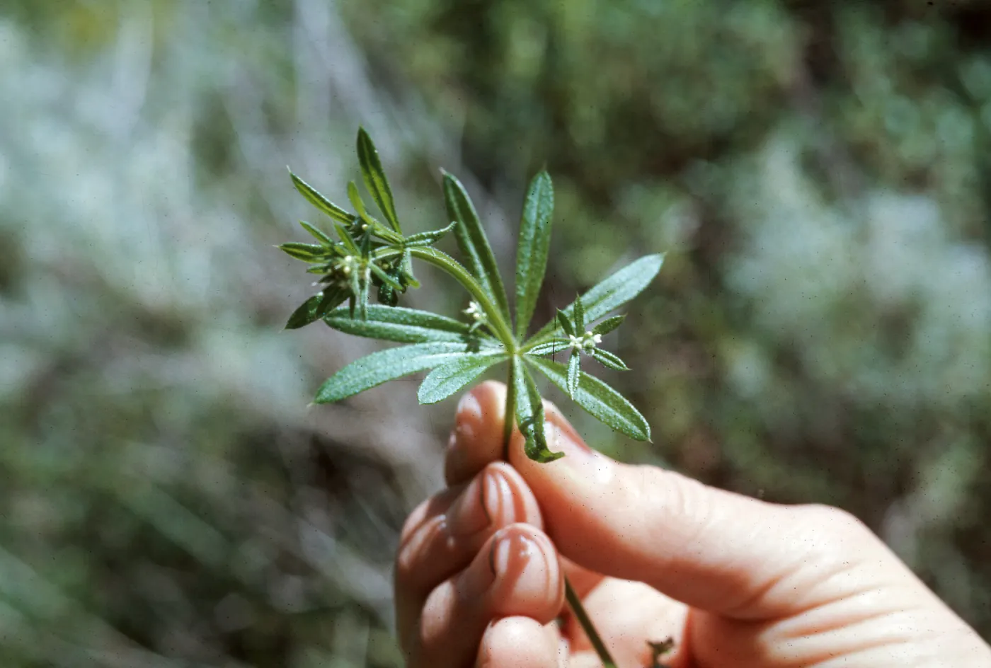 Galium aparine