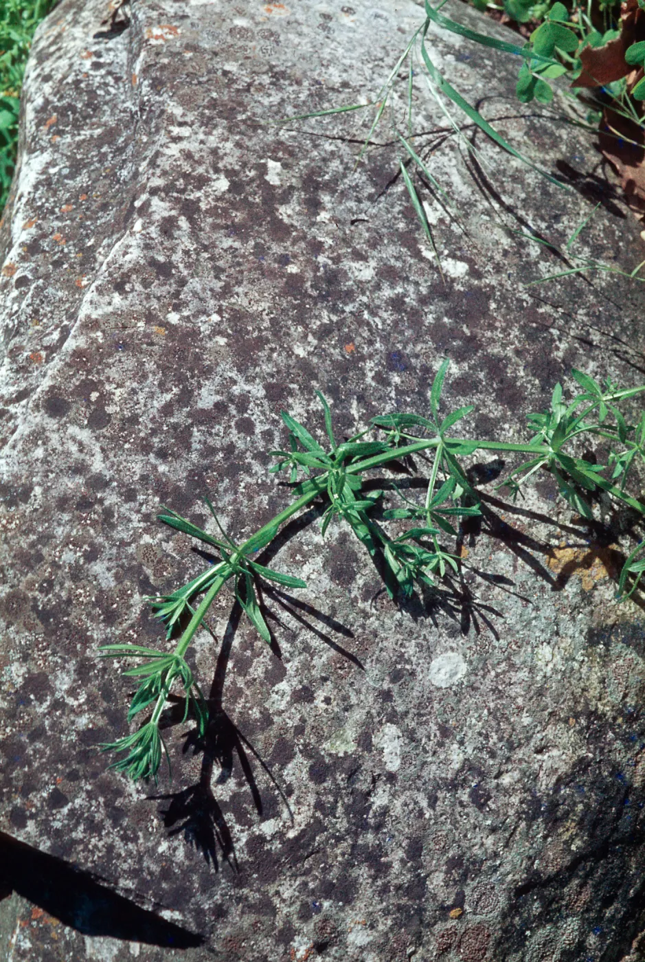 Galium aparine