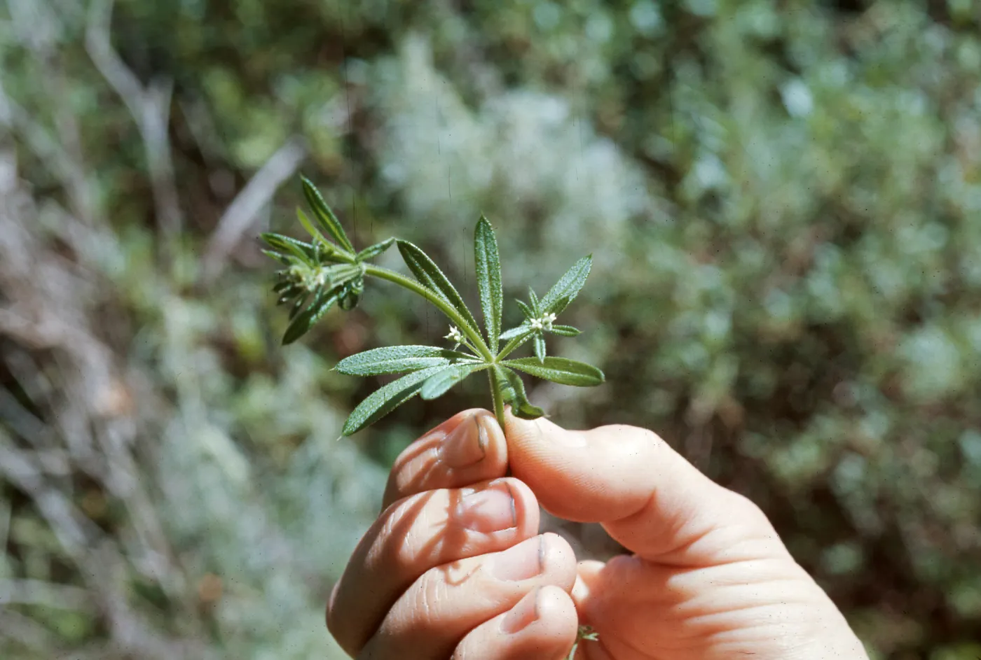 Galium aparine