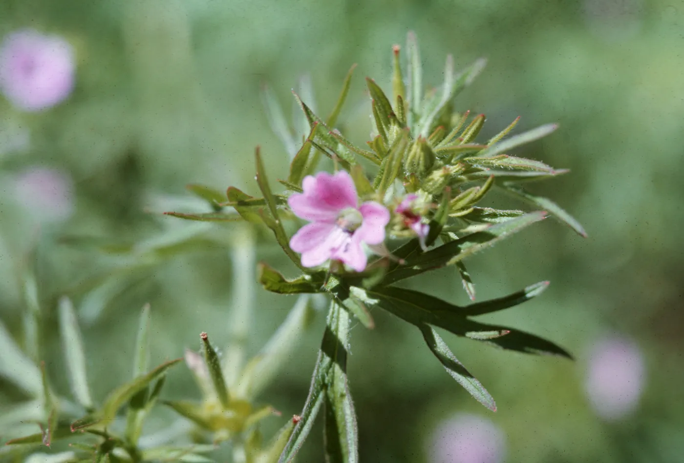 Geranium dissectum