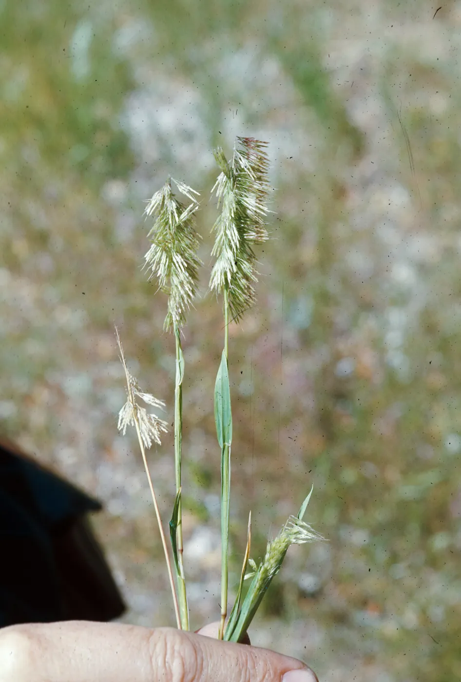 Lamarckia