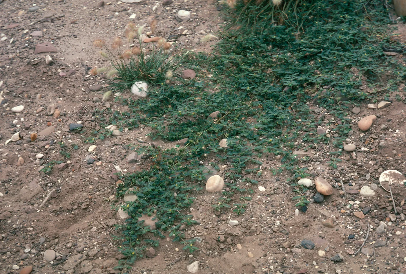 Tribulus