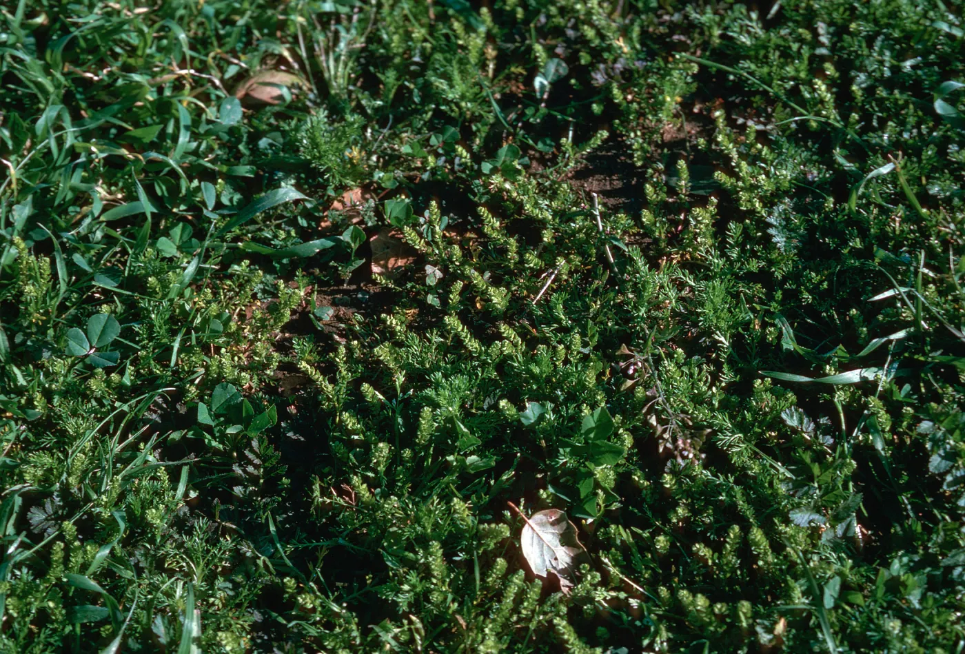 Lepidium
