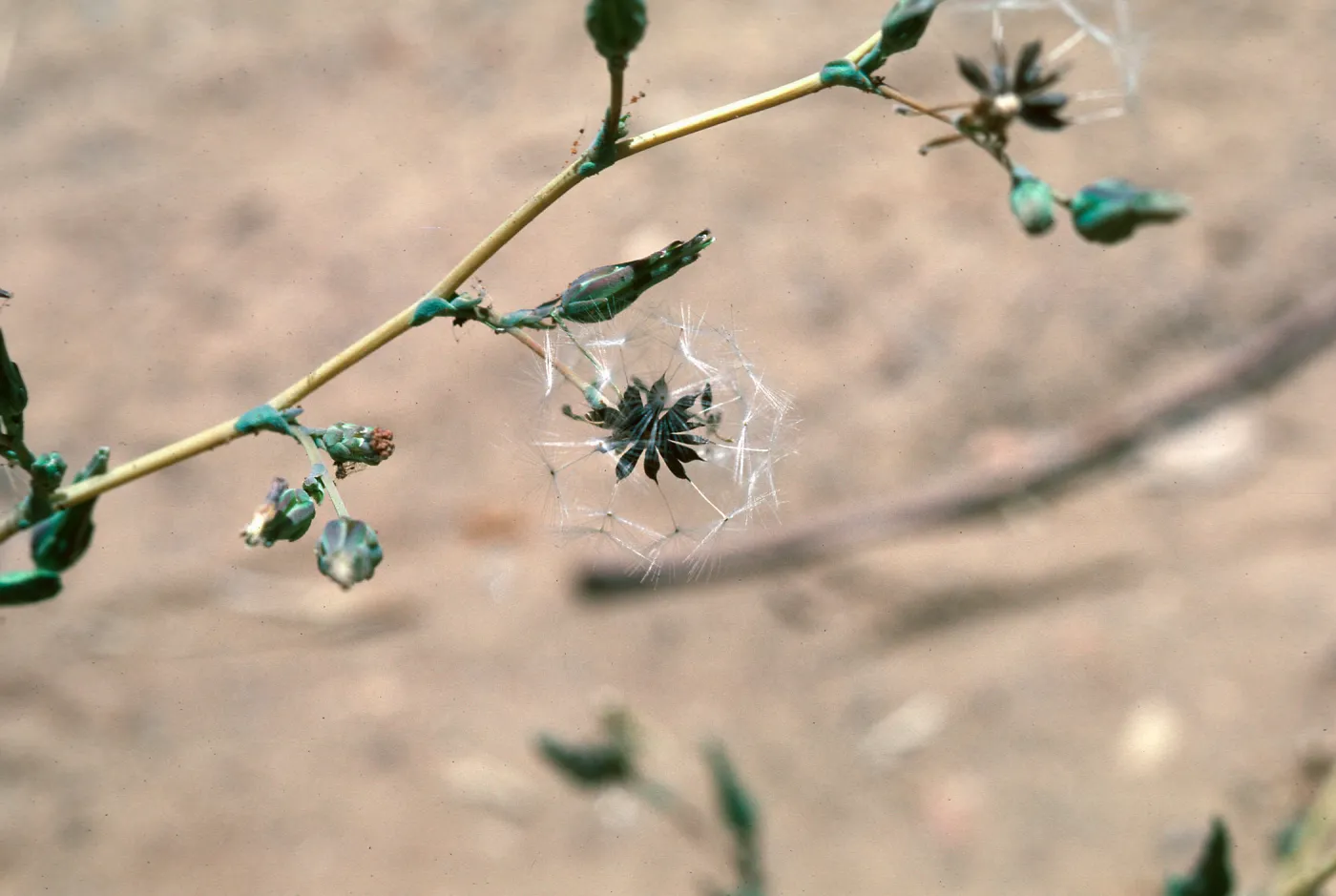 Lactuca fruit