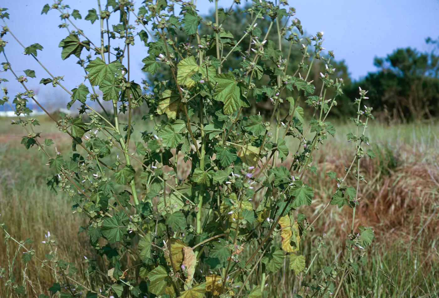 Lavatera cretica
