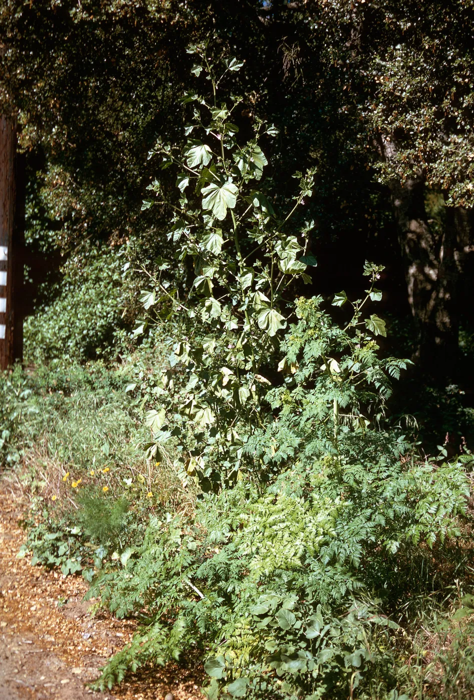 Lavatera cretica