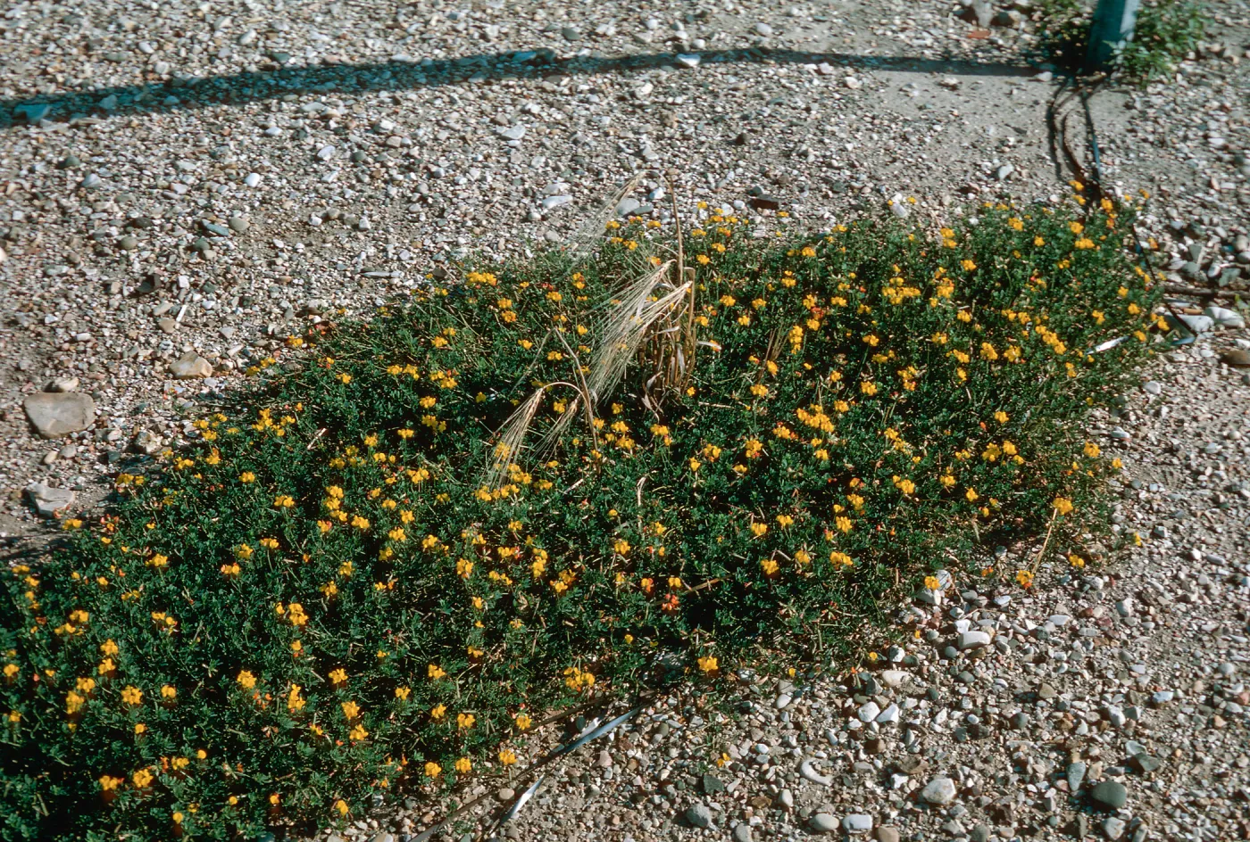 Lotus corniculatus