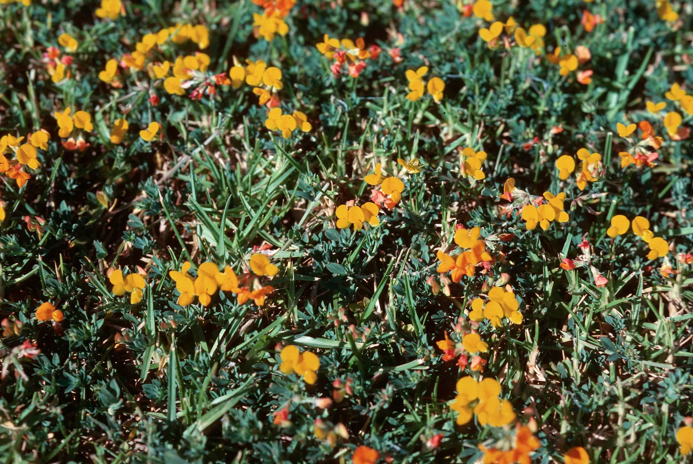 Lotus corniculatus lawn