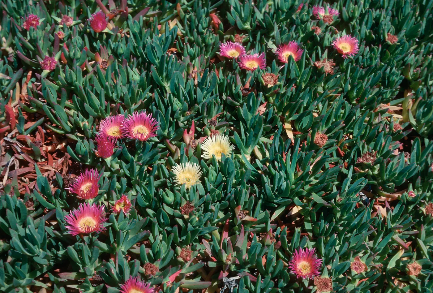Ice Plant